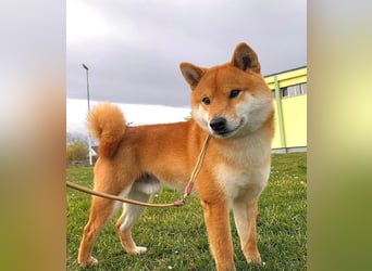 Shiba inu puppies FCI pedigree