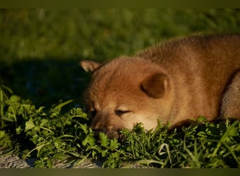 Shiba inu puppies FCI pedigree