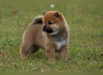 Shiba inu puppies FCI pedigree