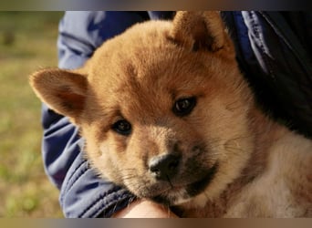 Shiba inu puppies FCI pedigree