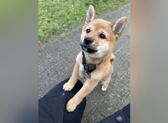 Shiba inu  Hündin – geimpft, entwurmt, gechipt, mit EU-Heimtierausweis