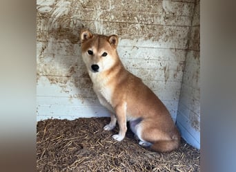 Ribizli PP - Junge Hündin auf der Suche nach Sicherheit