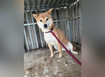 Ribizli PP - Junge Hündin auf der Suche nach Sicherheit