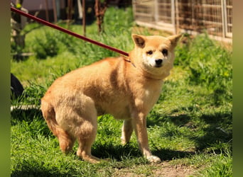 Arabesque PP – Zarte Shiba Inu-Dame sucht ruhiges und einfühlsames Zuhause