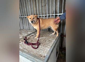 Zarte Shiba-Inu-Hündin Pepi-PP sucht geduldige und liebevolle Menschen ❤️