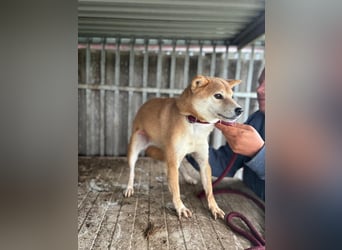 Ribizli PP - Junge Hündin auf der Suche nach Sicherheit