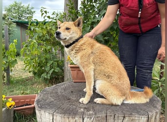 Melchior-KK- ruhiger, charakterstarker Begleiter sucht Zuhause 