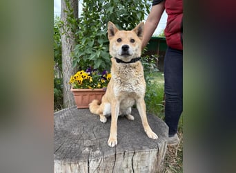 Melchior-KK- ruhiger, charakterstarker Begleiter sucht Zuhause 