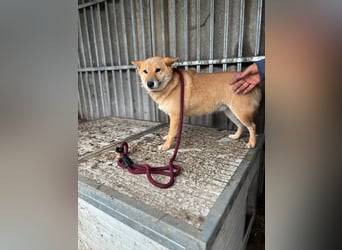 Zarte Shiba-Inu-Hündin Pepi-PP sucht geduldige und liebevolle Menschen ❤️