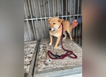 Zarte Shiba-Inu-Hündin Pepi-PP sucht geduldige und liebevolle Menschen ❤️