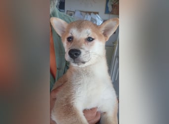 Kivi, Shiba Inu Welpenmädchen geb. 05/2026