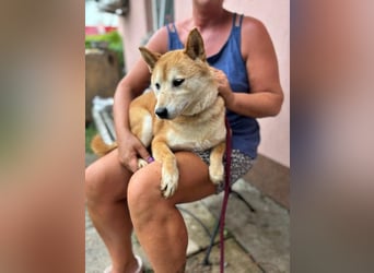 Eragon. schüchterner, lieber Shiba Inu Rüde