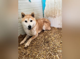 Kenji, schüchterner Shiba Inu Rüde geb. 08/2021