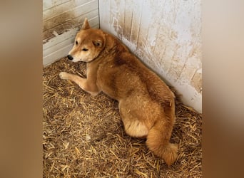 Zsömi, schüchterne Shiba Inu Hündin