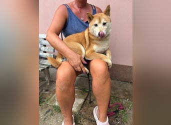 Eragon. schüchterner, lieber Shiba Inu Rüde