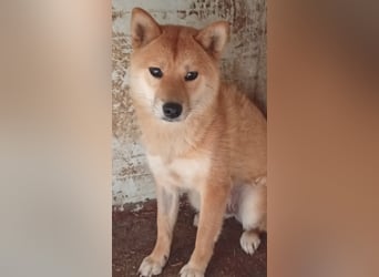 Anygal, junge Shiba Inu Hündin geb. 07/2025