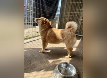 Skyla, hübsche Shiba Inu Dame geb. 07/2020