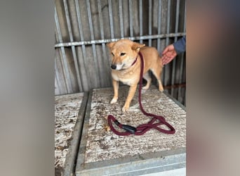 Pepi, sensible, feinfühlige Shiba Inu Hündin geb. 07/2020