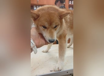 Zaba, schüchterner, lieber Shiba Inu Rüde geb. 09/2023