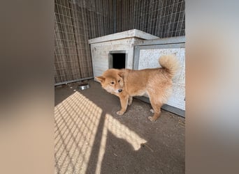 Skyla, hübsche Shiba Inu Dame geb. 07/2020