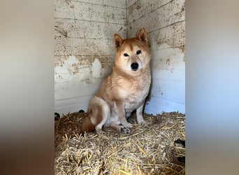 Kenji, schüchterner Shiba Inu Rüde geb. 08/2021