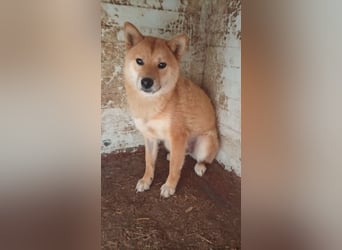 Anygal, junge Shiba Inu Hündin geb. 07/2025