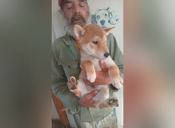 Ananasz, Shiba Inu Welpenjunge geb. 05/2026