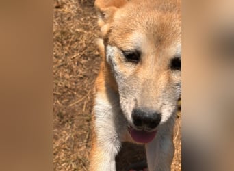 Adel. liebes Shiba Inu Welpenmädchen geb. 02/2026