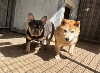Kenji, schüchterner Shiba Inu Rüde geb. 08/2021