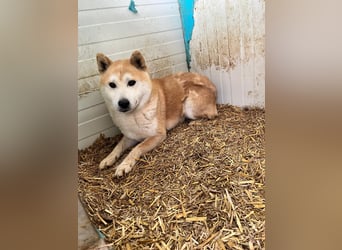 Kenji, schüchterner Shiba Inu Rüde geb. 08/2021