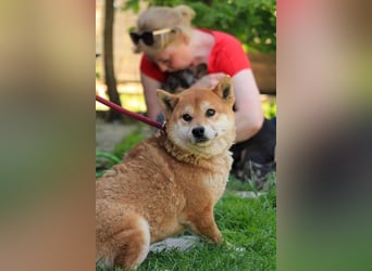 Füresz, schüchterner Shiba Inu Rüde geb. 01/2022