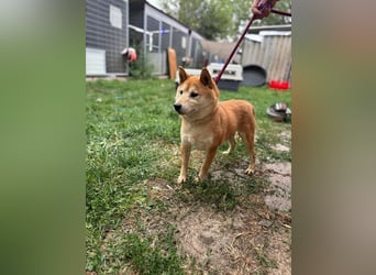 Eragon. schüchterner, lieber Shiba Inu Rüde