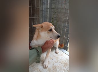 Szenilla, hübsche, schüchterne Shiba Inu Hündin geb.09/2023