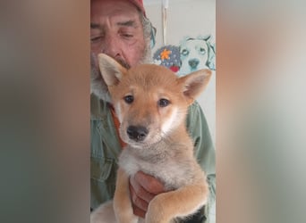 Szilva, Shiba Inu Welpenmädchen geb. 05/2026