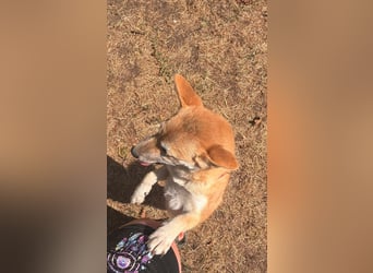 Adel. liebes Shiba Inu Welpenmädchen geb. 02/2026