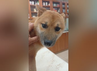 Alex, junger sensibler Shiba Inu geb. 07/2025