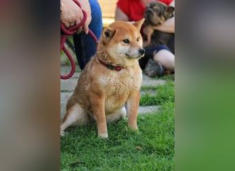 Füresz, schüchterner Shiba Inu Rüde geb. 01/2022