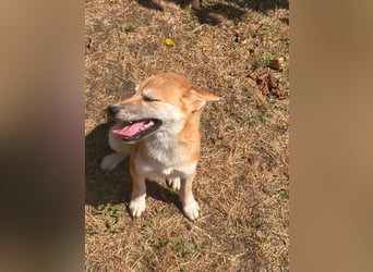 Adel. liebes Shiba Inu Welpenmädchen geb. 02/2026