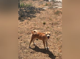 Adel. liebes Shiba Inu Welpenmädchen geb. 02/2026