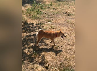 Adel. liebes Shiba Inu Welpenmädchen geb. 02/2026
