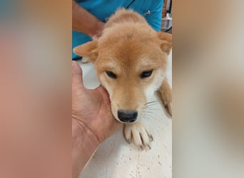 Amaz, sensibler, junger Shiba Inu Rüde geb. 07/2025
