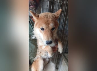 Golyo, junger Shiba Inu Rüde geb. 07/2025