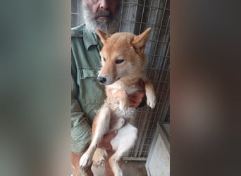 Golyo, junger Shiba Inu Rüde geb. 07/2025