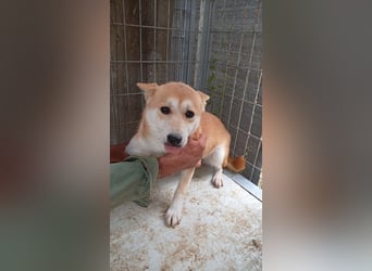 Szenilla, hübsche, schüchterne Shiba Inu Hündin geb.09/2023