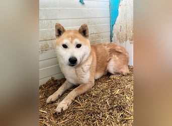 Kenji, schüchterner Shiba Inu Rüde geb. 08/2021