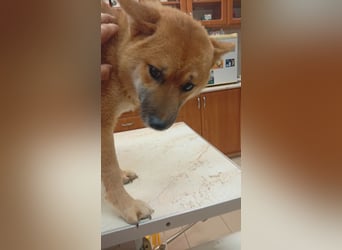 Alex, junger sensibler Shiba Inu geb. 07/2025