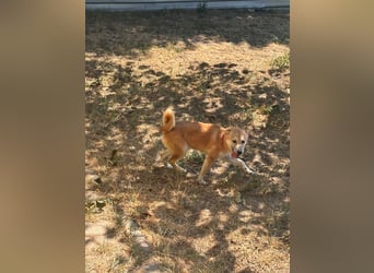 Adel. liebes Shiba Inu Welpenmädchen geb. 02/2026