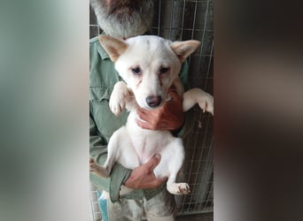 Csik, hübsche, weiße Shiba Inu Junghündin geb. 15.02.2026