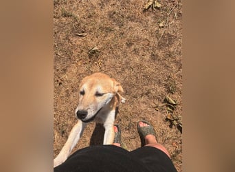 Adel. liebes Shiba Inu Welpenmädchen geb. 02/2026