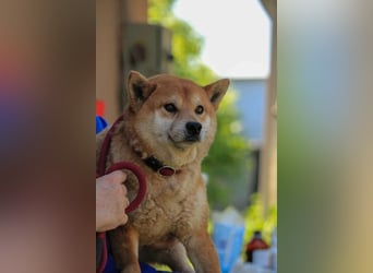 Füresz, schüchterner Shiba Inu Rüde geb. 01/2022